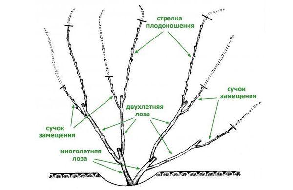 ไดอะแกรมการตัด