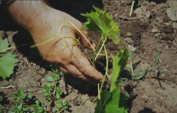 การปลูกองุ่น