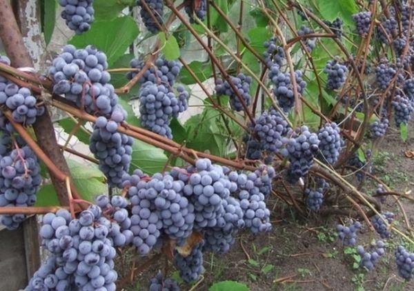 องุ่นในสวน