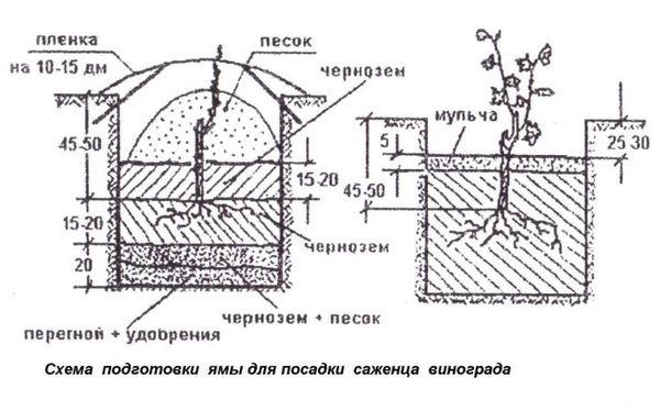 แผนผังการปลูก