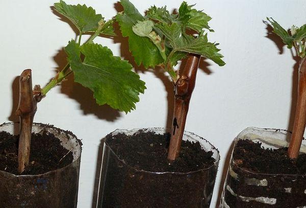 การตัดในภาชนะ