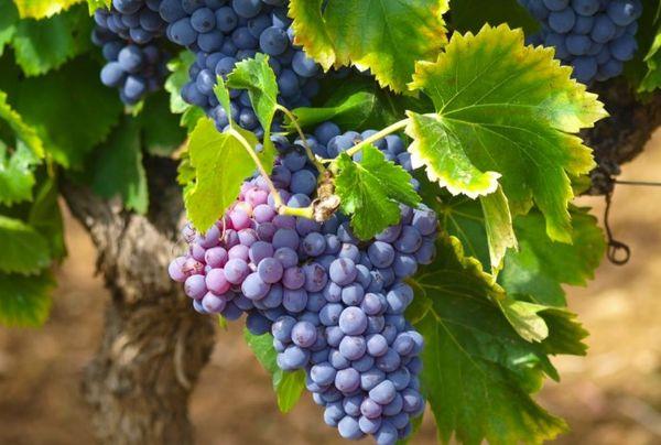 ผลไม้ซิลกา