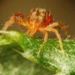 เห็บปรสิต