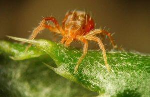 สาเหตุของไรองุ่นและวิธีป้องกันที่ดีที่สุด