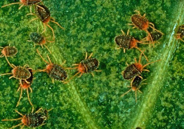 ไรในสวน