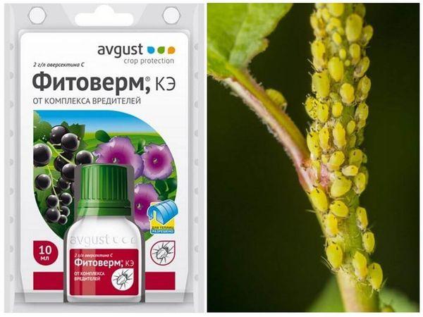 ฟิโตเวอร์ม ป้องกันแมลงศัตรูพืช