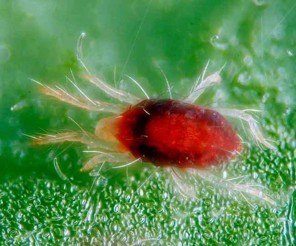 เห็บบนใบ