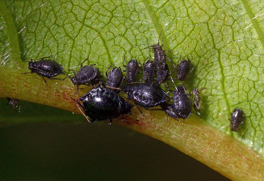 เพลี้ยอ่อนบนใบ