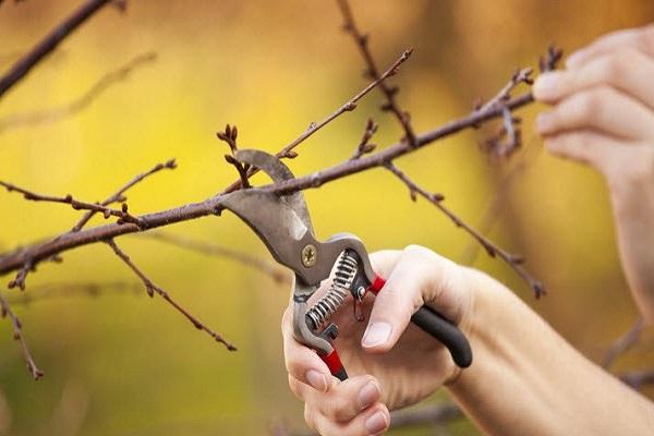 การสร้างมงกุฎ