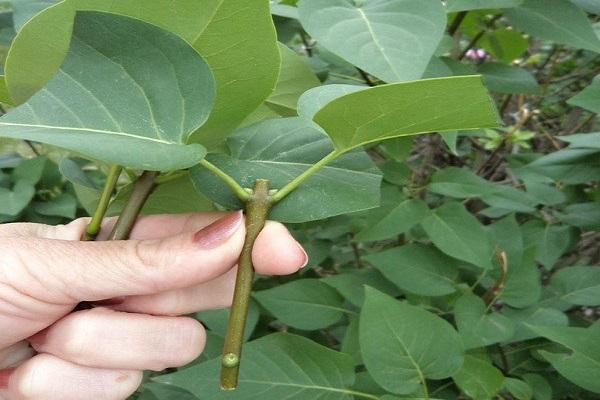 กิ่งเชอร์รี่