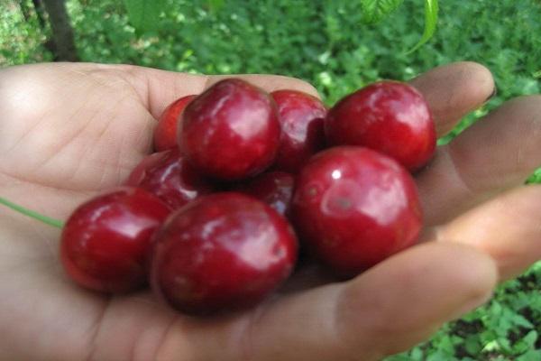 ผลเบอร์รี่ต้นไม้