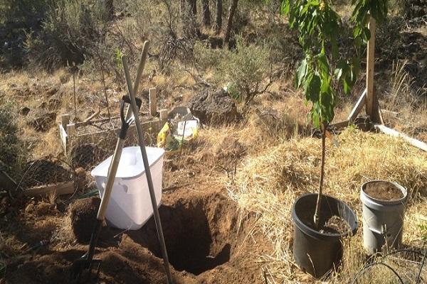 ต้นกล้าเชอร์รี่