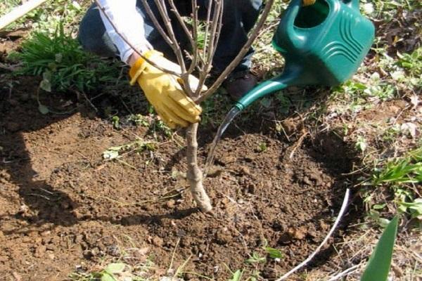 การรดน้ำต้นไม้