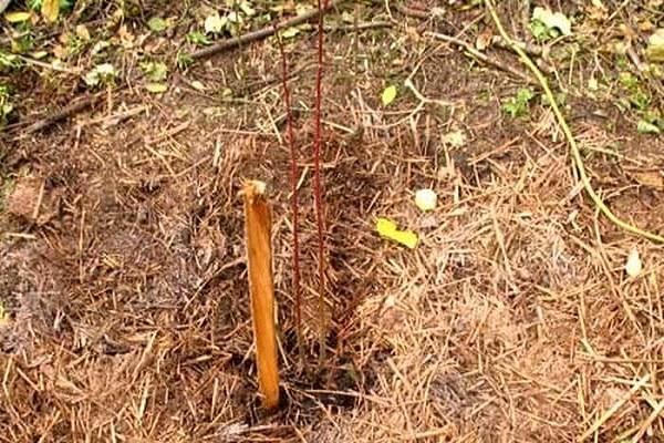 ตำแหน่งที่เหมาะสมที่สุด