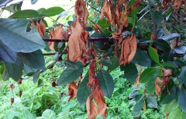 ใบไม้แห้ง