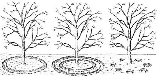 การปลูกต้นเชอร์รี่