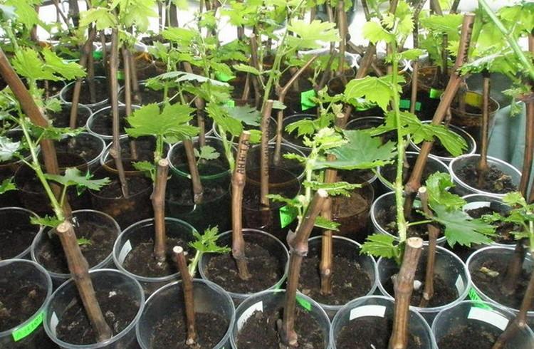 การขยายพันธุ์โดยการปักชำ