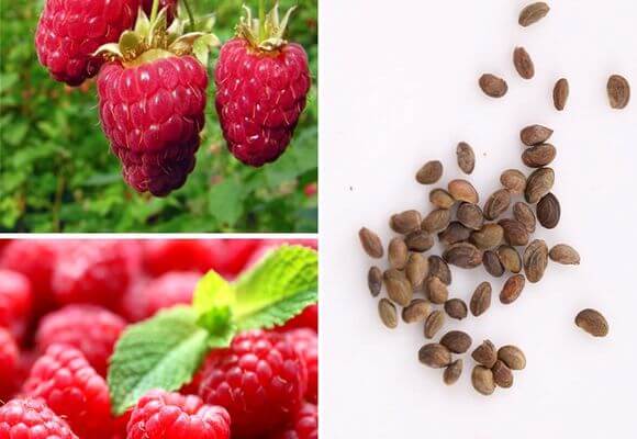 การปลูกราสเบอร์รี่