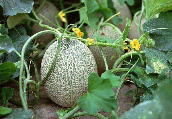 แตงโมในเรือนกระจก