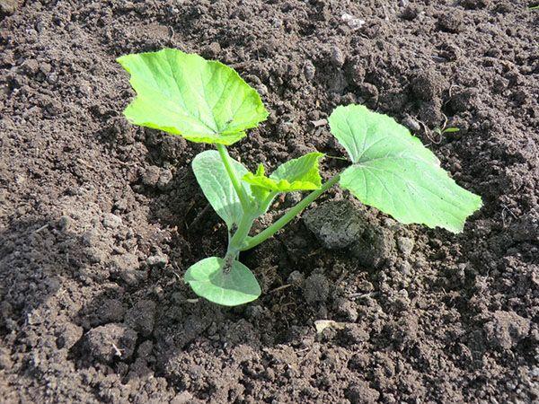 งอกในดิน