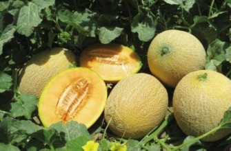 แตงโมเนื้อนุ่ม