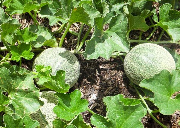 แตงโมลูกใหญ่