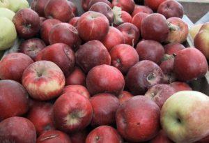 Description de la variété de pomme Jonathan et de la technologie de culture