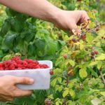 การเก็บผลเบอร์รี่