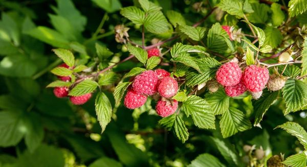 แปลงราสเบอร์รี่รก