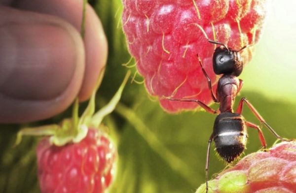 มดบนราสเบอร์รี่