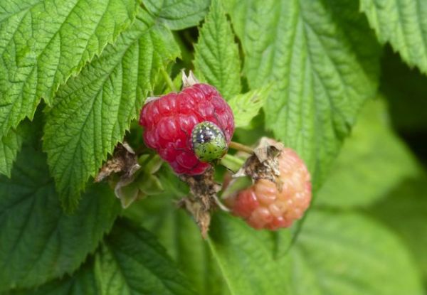 ศัตรูพืชบนราสเบอร์รี่