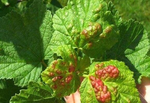 โรคใบลูกเกด