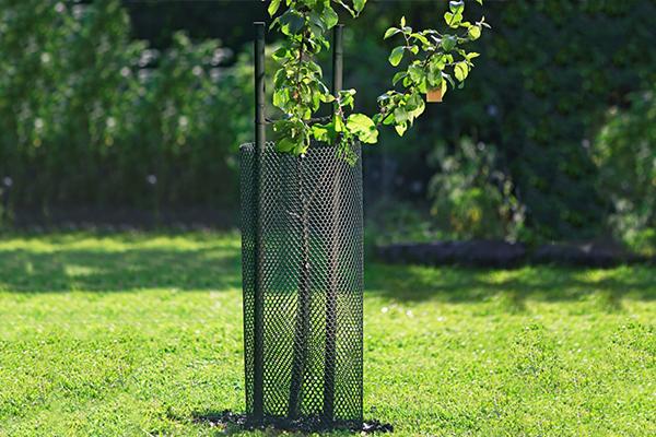 ต้นเชอร์รี่