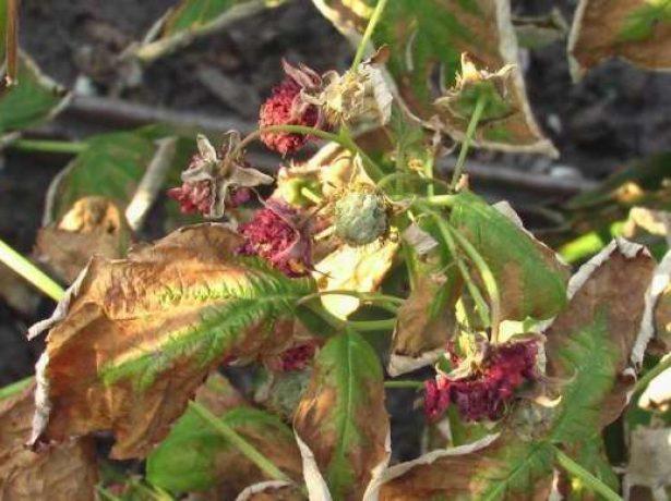 ราสเบอร์รี่แห้ง