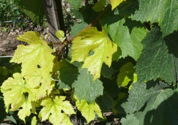 ใบเหลือง