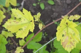 องุ่นเหลือง