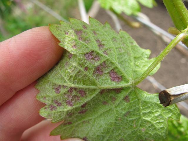 โรคใบร่วง