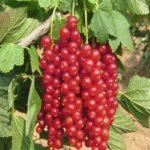 ลูกเกดแดงโรวาดา