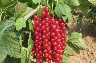 groseille rouge Rovada