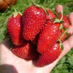 สตรอเบอร์รี่คาร์ดินัล