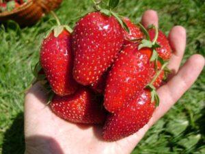 คำอธิบายพันธุ์สตรอว์เบอร์รีคาร์ดินัล การปลูกและการเพาะปลูก