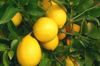 มะนาวเมเยอร์