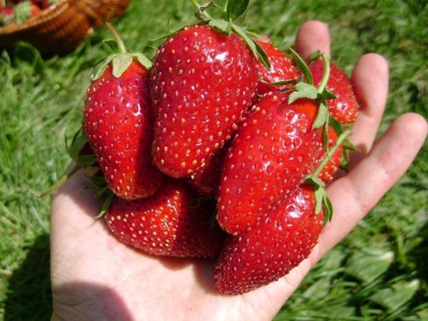 สตรอเบอร์รี่คาร์ดินัล