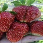 สตรอเบอร์รี่ โดย Wim Tarde