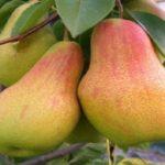 แพร์ แอ็บบอต เวทเทล