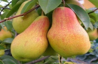 แพร์ แอ็บบอต เวทเทล