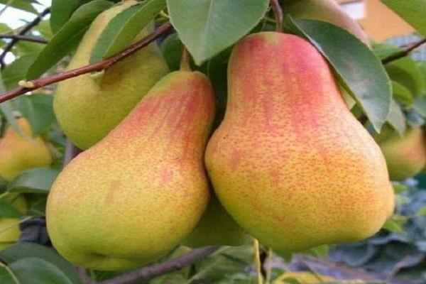 แพร์ แอ็บบอต เวทเทล