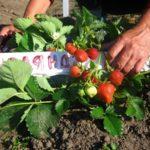 พวงมาลัยสตรอเบอร์รี่