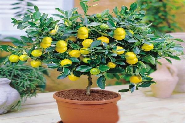 ต้นมะนาว