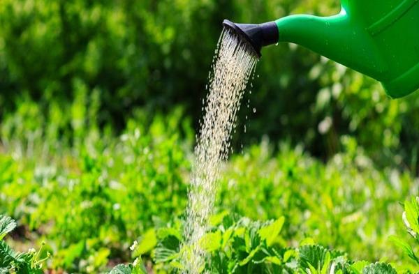 การรดน้ำสตรอเบอร์รี่